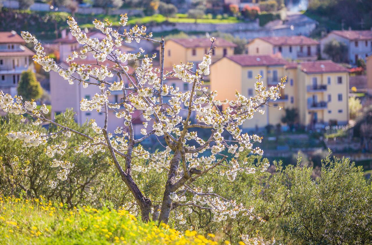Valpolicella Homes Recioto Apartment SantʼAmbrogio di Valpolicella Exteriör bild